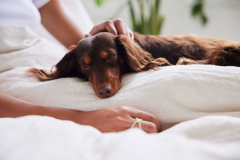A long-haired dachshund sleeps on white linen pillows while two people rest their hands gently beside it.