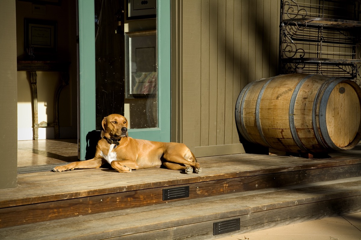 A dog rests in warm afternoon light on a cabin's wooden porch beside an open green doorway and a weathered wine barrel.
